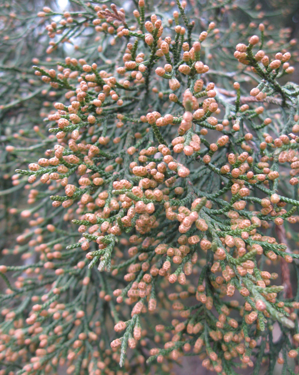 Image of Juniperus virginiana specimen.