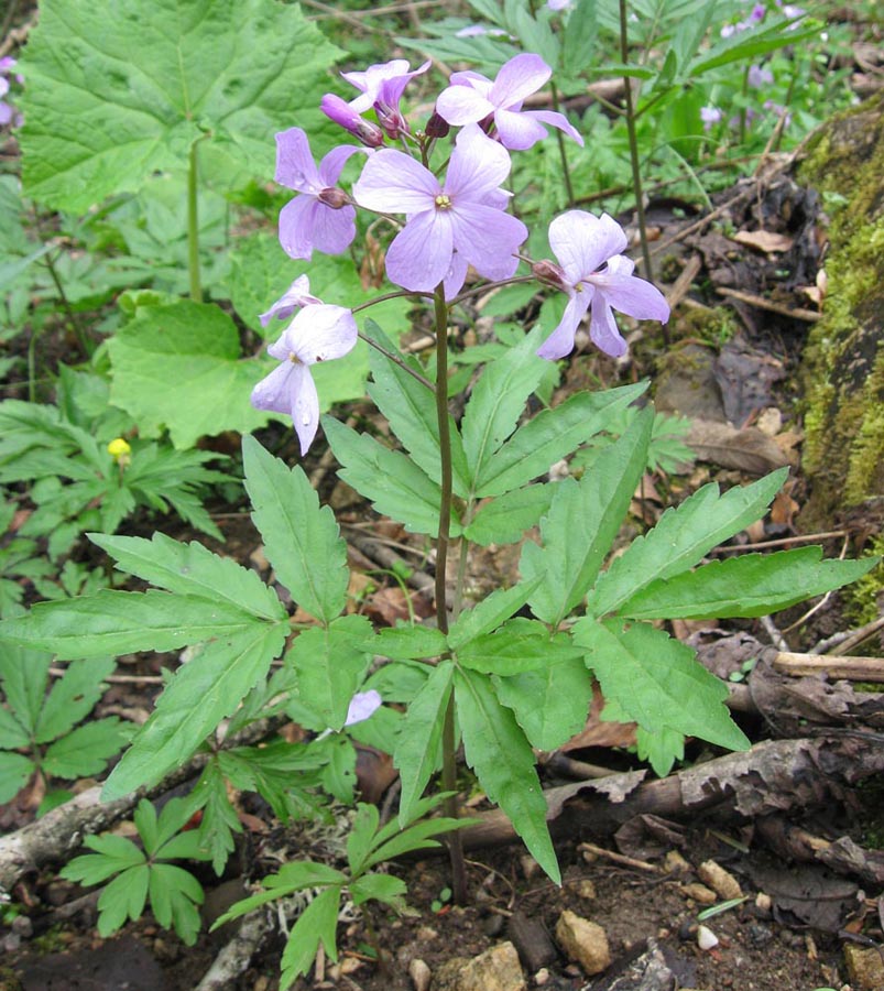 Image of Cardamine quinquefolia specimen.