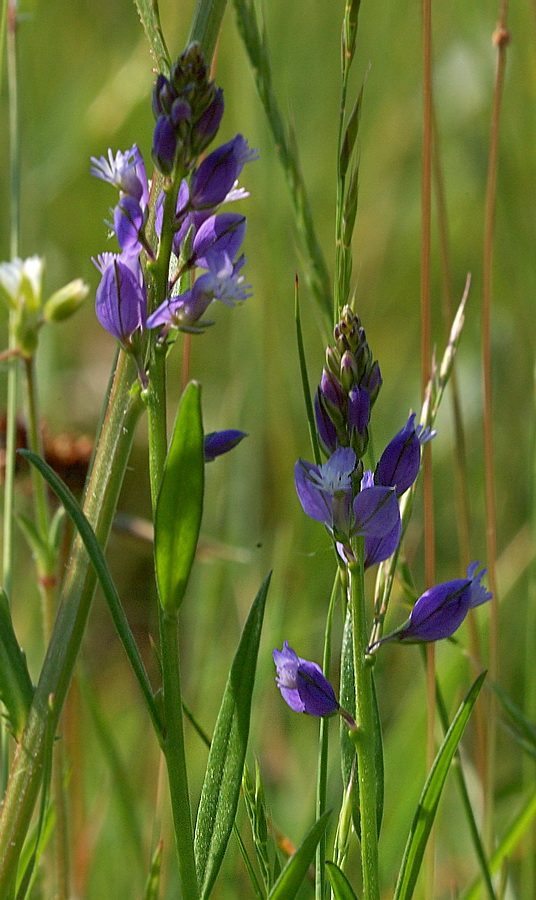 Изображение особи Polygala vulgaris.