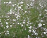 Gypsophila paniculata