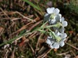 Achillea cartilaginea. Верхушка побега с соцветиями. Ленинградская обл., побережье в р-не пос. Большая Ижора, травяной сосняк на дюне. 10.07.2011.