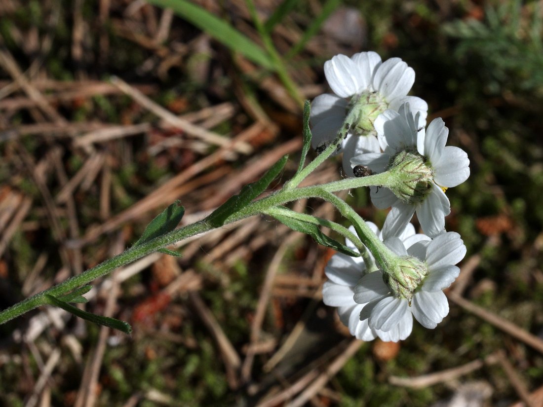 Image of Achillea cartilaginea specimen.