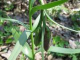 Fritillaria grandiflora