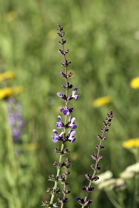 Image of Salvia virgata specimen.
