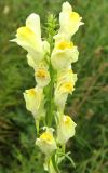 Linaria vulgaris. Соцветие. Украина, Донецкая обл., Артемовский р-н, окр. с. Дроновка. 4 августа 2011 г.