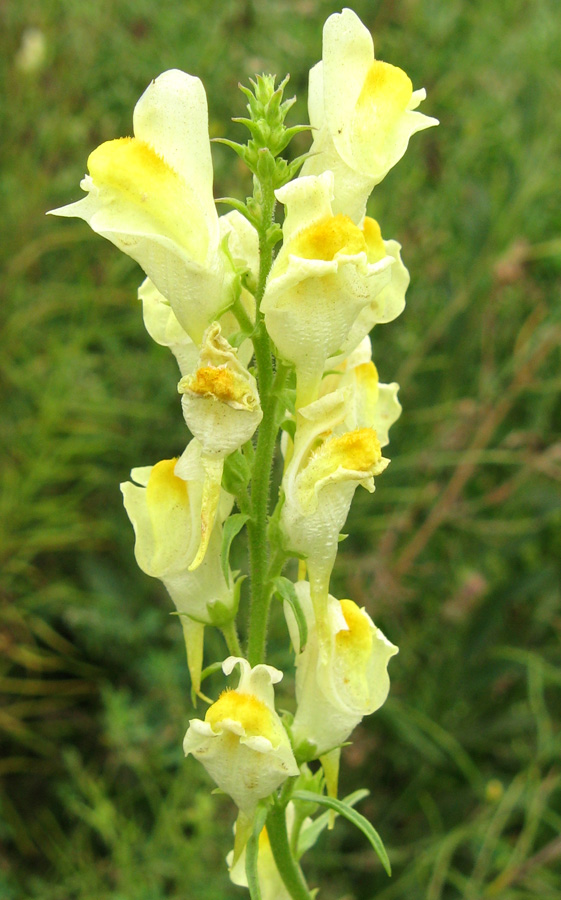 Изображение особи Linaria vulgaris.