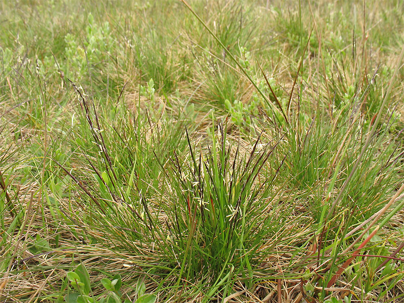 Изображение особи Nardus stricta.