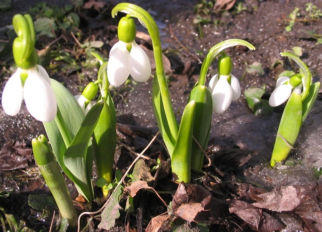 Image of Galanthus elwesii specimen.