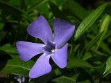 Vinca minor