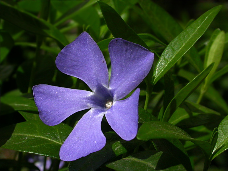 Image of Vinca minor specimen.