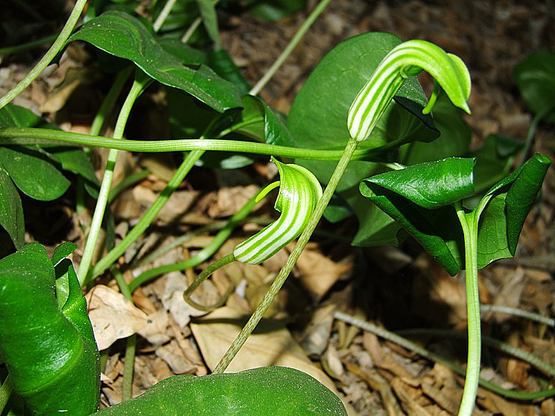 Изображение особи Arisarum vulgare.