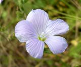 Linum hirsutum