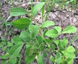 Salix aurita. Боковая ветвь. Вологодская обл., Череповецкий р-н, Дарвинский заповедник, окр. д. Борок, Рыбинское водохранилище, о-в Силан, у воды. 22.07.2011.