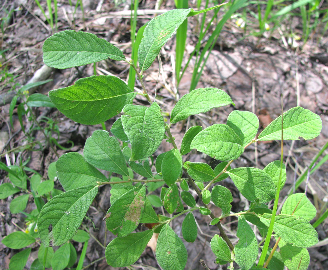 Image of Salix aurita specimen.