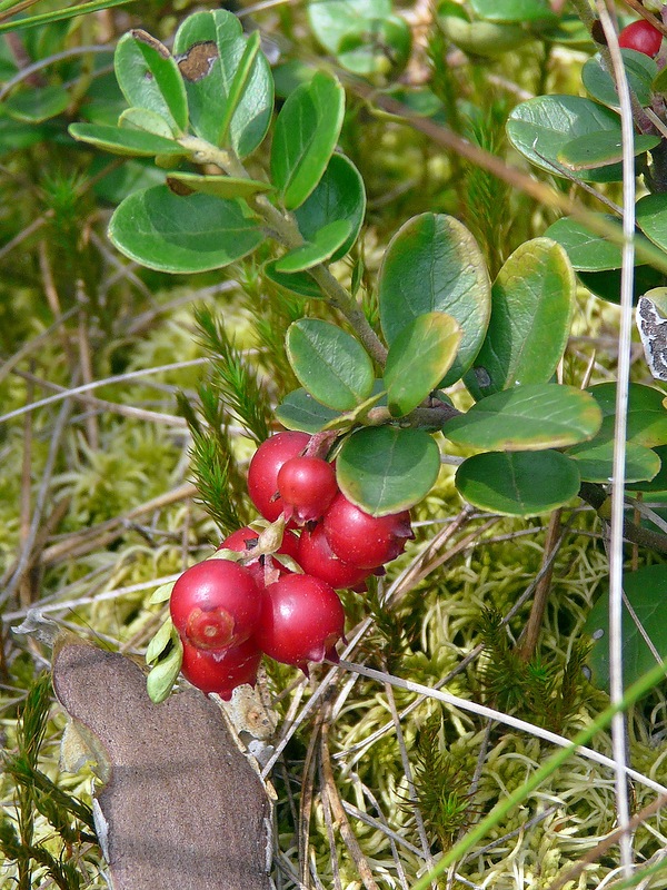 Image of Vaccinium vitis-idaea specimen.
