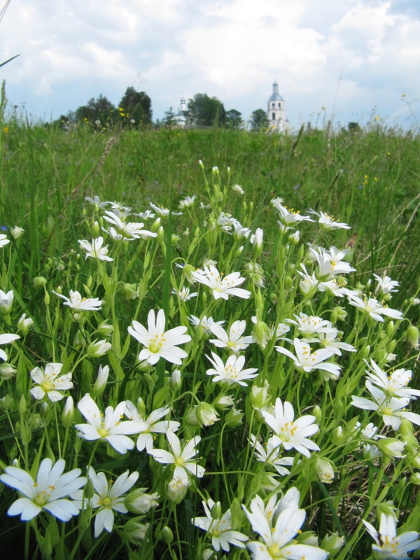Image of Stellaria holostea specimen.