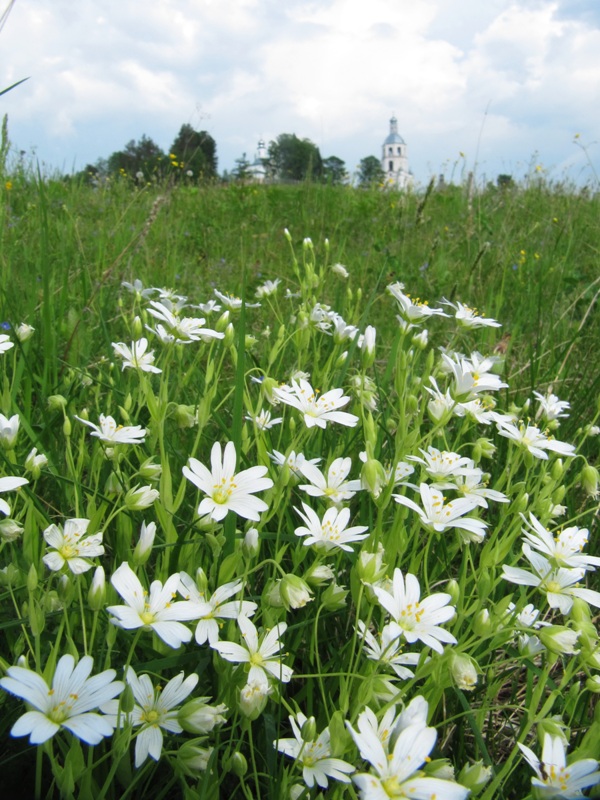 Изображение особи Stellaria holostea.