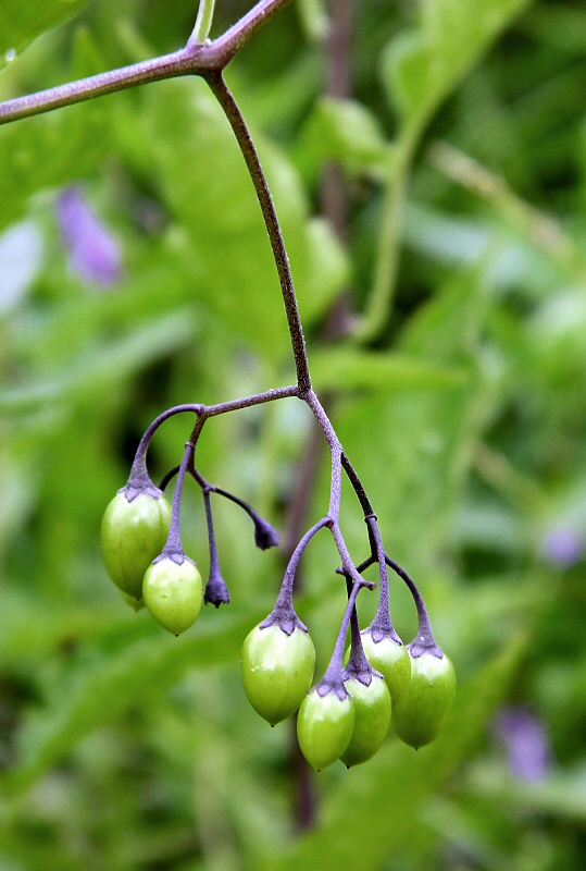 Изображение особи Solanum dulcamara.