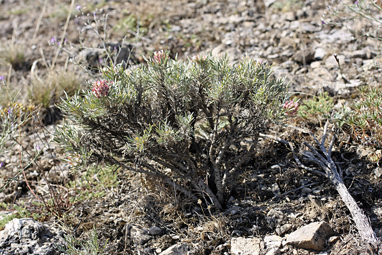 Image of Astragalus inaequalifolius specimen.