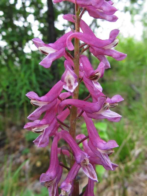 Image of Corydalis paeoniifolia specimen.