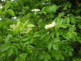 Sambucus nigra