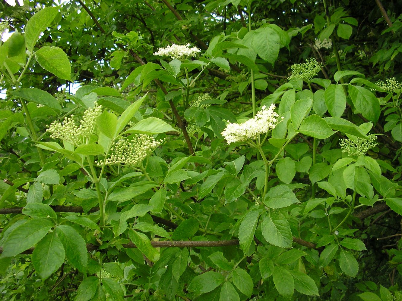 Image of Sambucus nigra specimen.