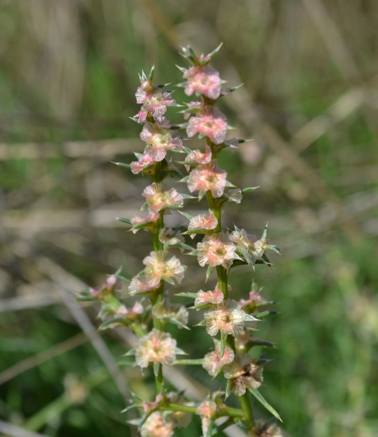 Image of Salsola tragus specimen.