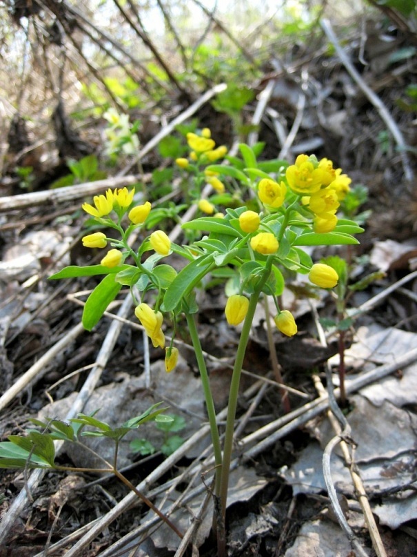 Image of Gymnospermium altaicum specimen.