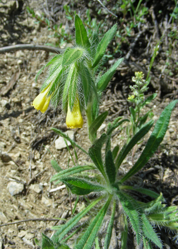 Изображение особи Onosma irritans.