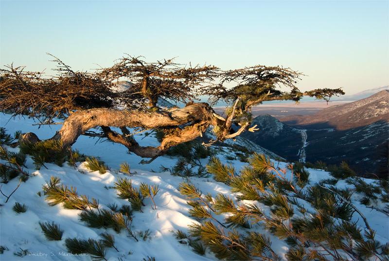 Image of Larix cajanderi specimen.