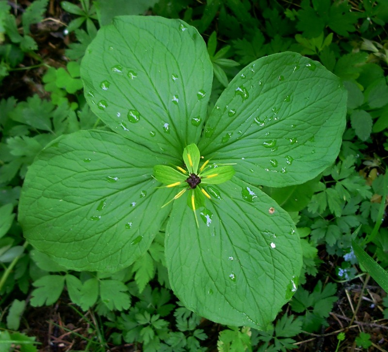 Изображение особи Paris quadrifolia.