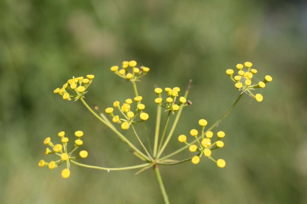 Image of Bupleurum woronowii specimen.