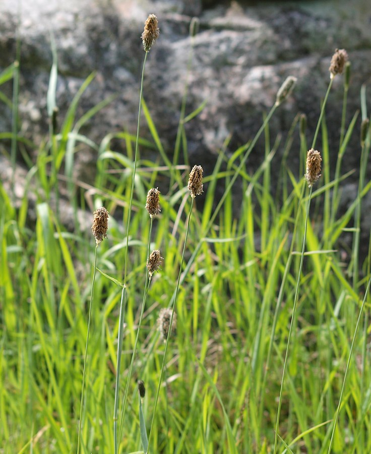 Image of Alopecurus arundinaceus specimen.