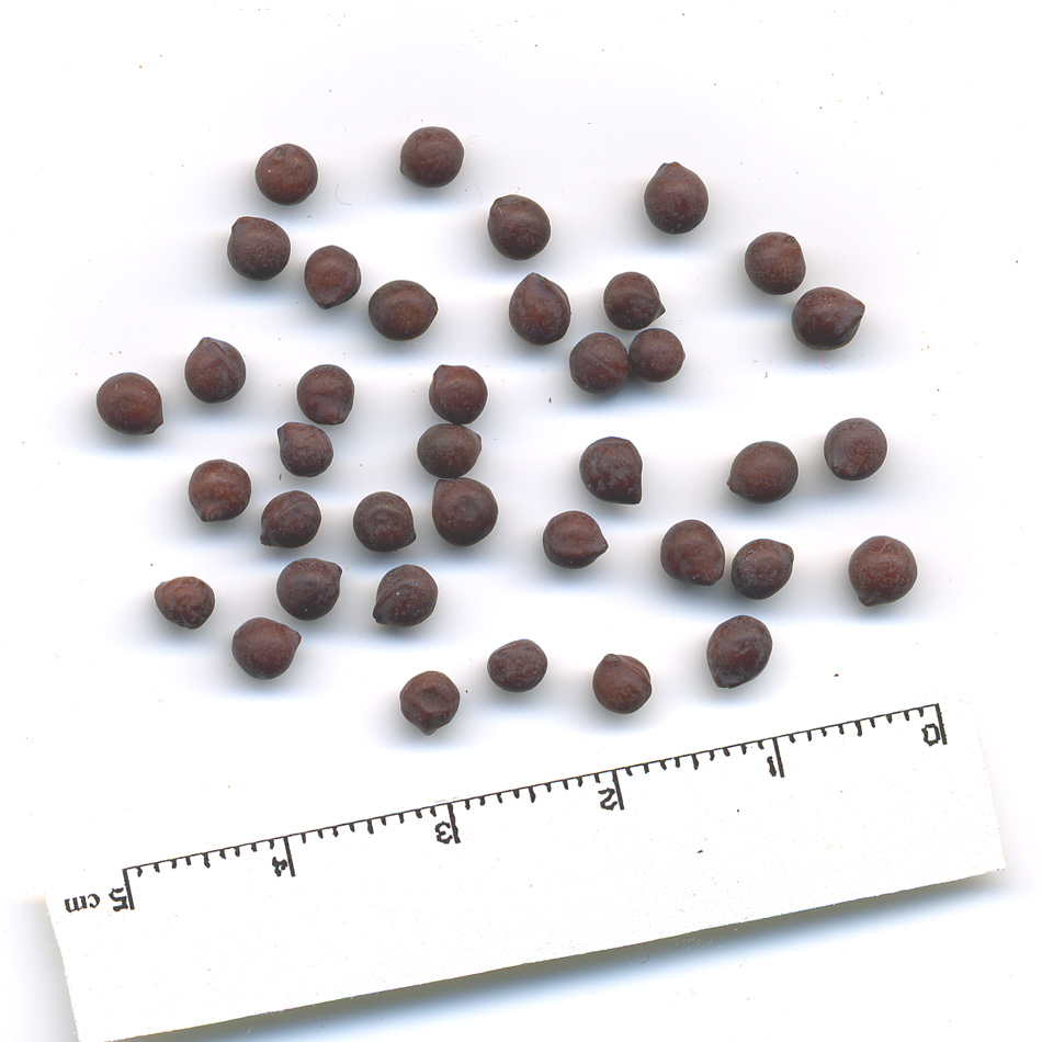 Изображение особи Bongardia chrysogonum.