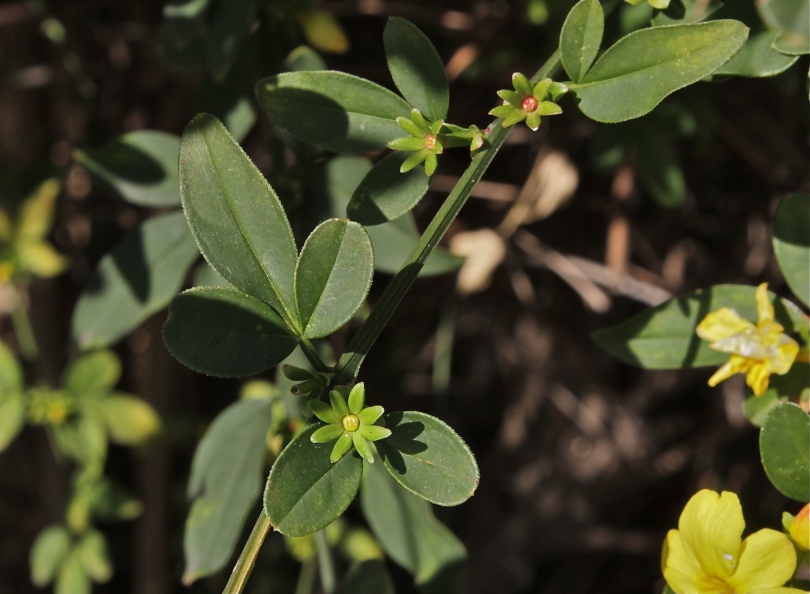 Изображение особи Jasminum mesnyi.