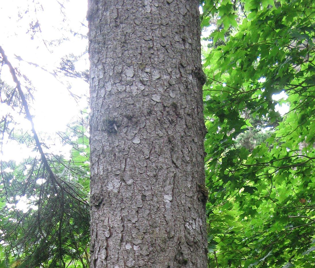 Изображение особи Picea ajanensis.