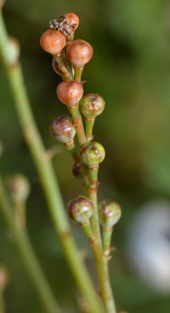 Изображение особи Asphodelus tenuifolius.