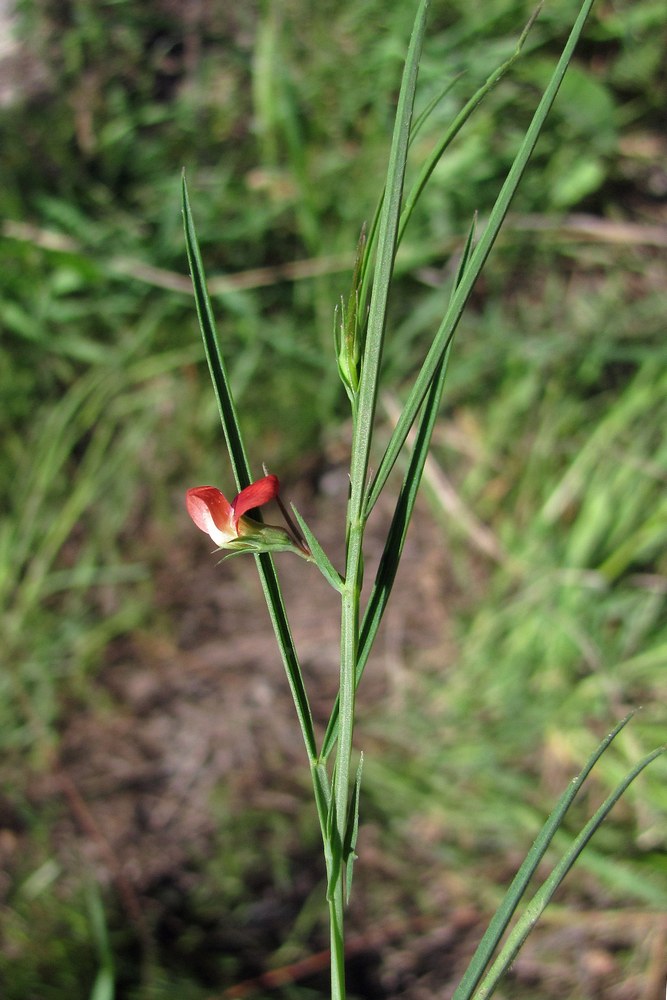 Изображение особи Lathyrus sphaericus.