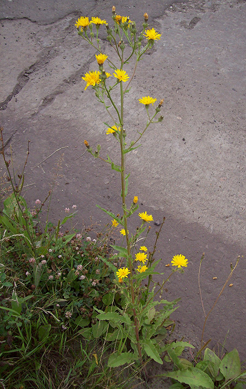 Image of Picris hieracioides specimen.