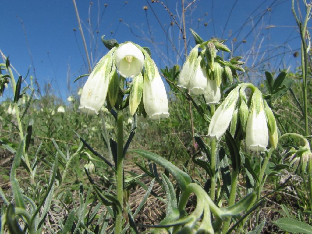 Image of Onosma tanaitica specimen.