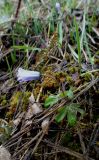 Anemone caucasica