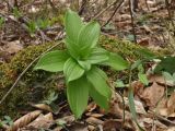 Lilium caucasicum