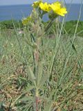 Potentilla pedata