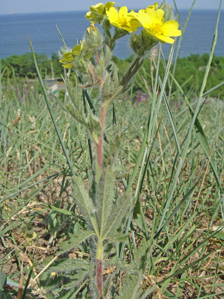 Изображение особи Potentilla pedata.