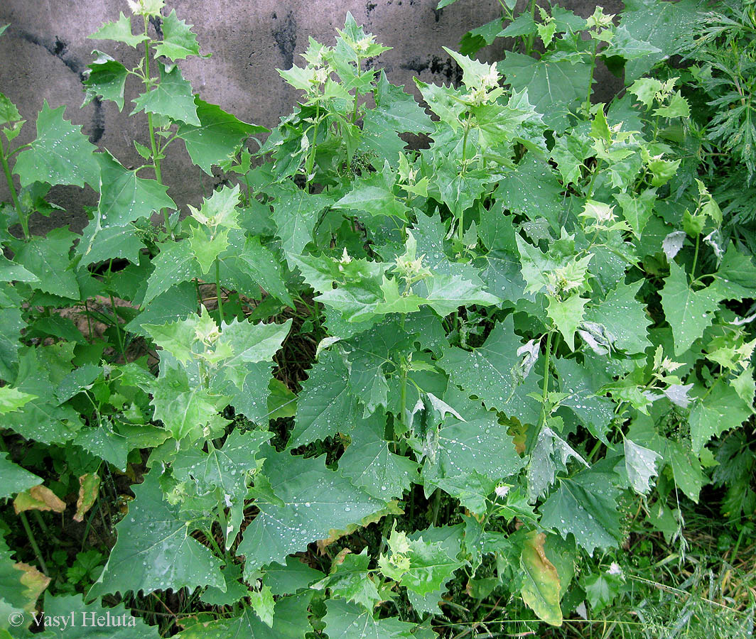 Image of Atriplex sagittata specimen.