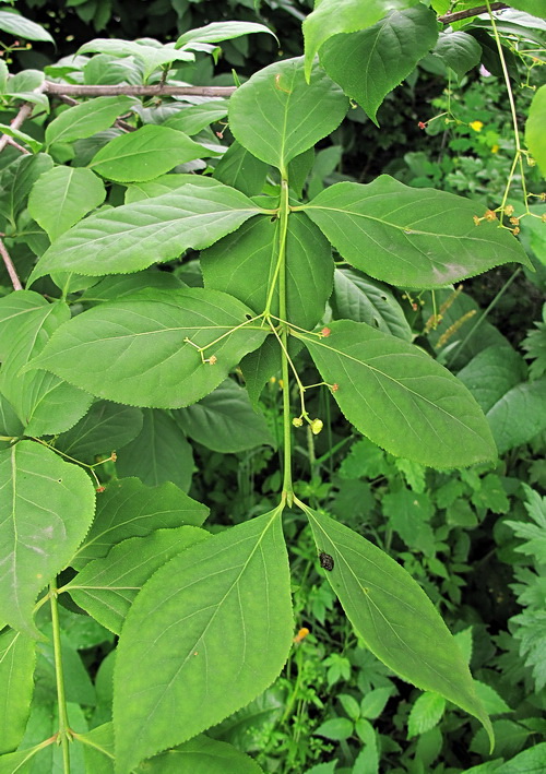 Image of genus Euonymus specimen.