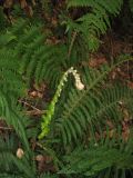 Polystichum setiferum. Растение с разворачивающимся молодым листом. Испания, Канарские острова, о. Тенерифе, горный массив Анага. 08.03.2008.