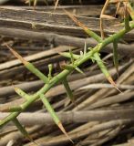 Image of taxon representative. Author is Татьяна Мальчинская