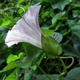 Calystegia spectabilis. Цветок. Смоленск. 29.06.2012.