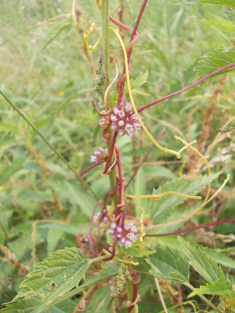 Изображение особи Cuscuta europaea.